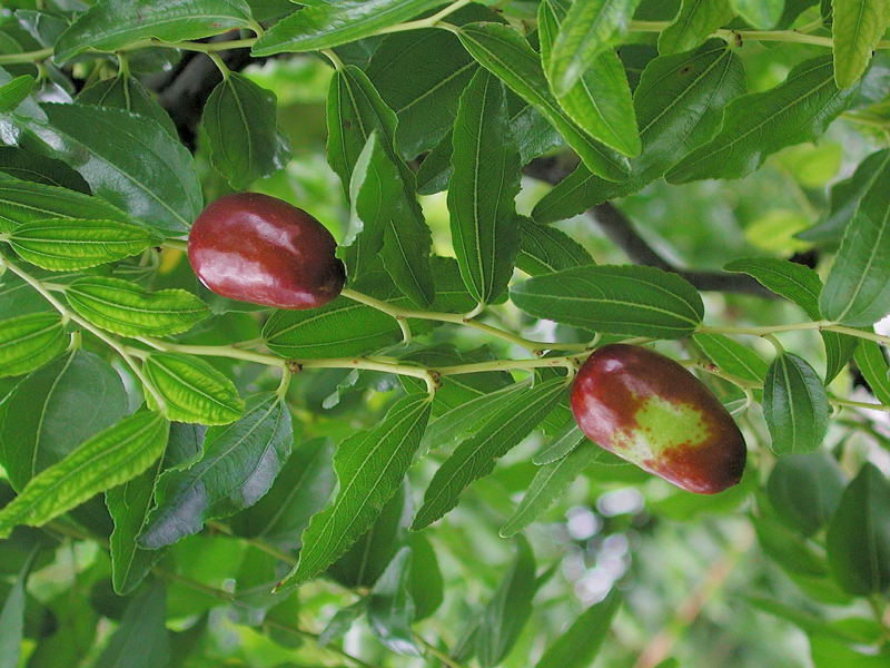 Ziziphus_jujuba_N5705.jpg
