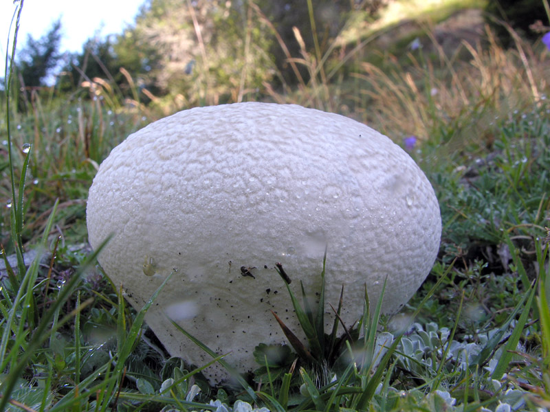 Lycoperdon_caelatum.jpg