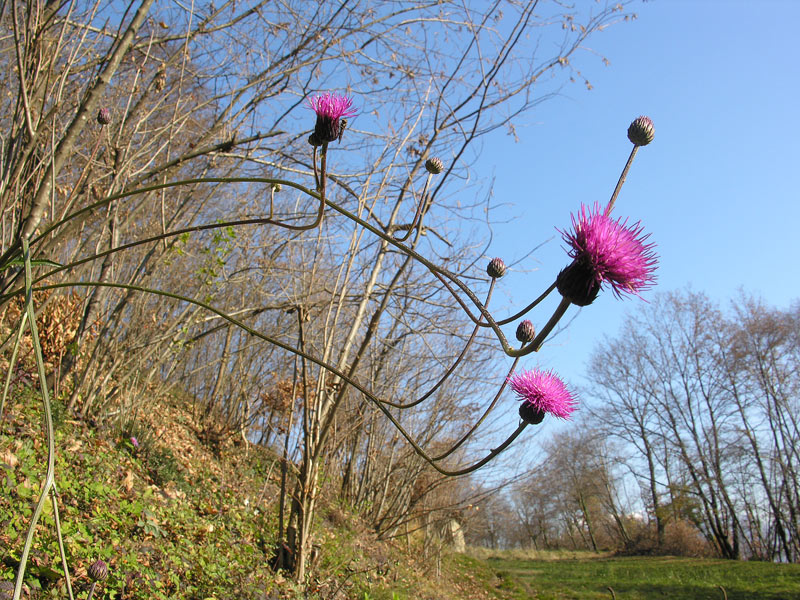 Cirsium_monspessulanum.jpg