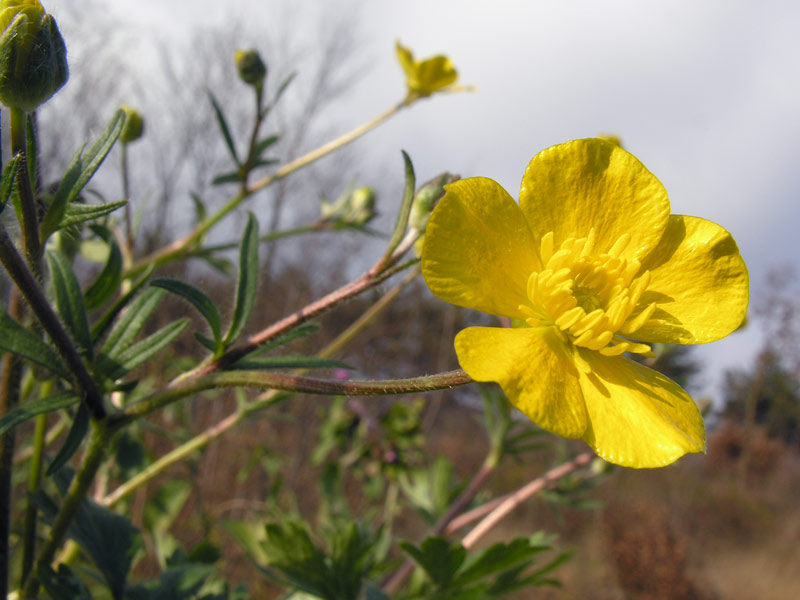 Ranunculus_bulbosus.jpg