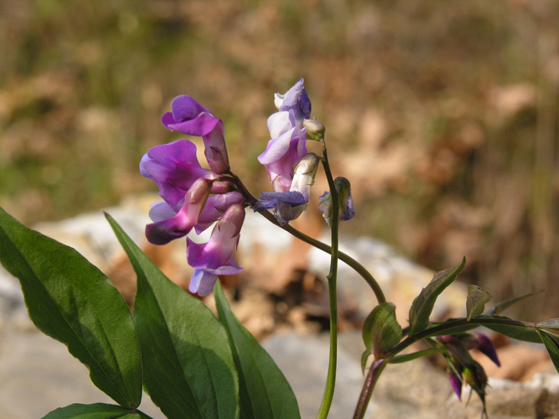 Lathyrus_vernus__L.__Berhn..jpg