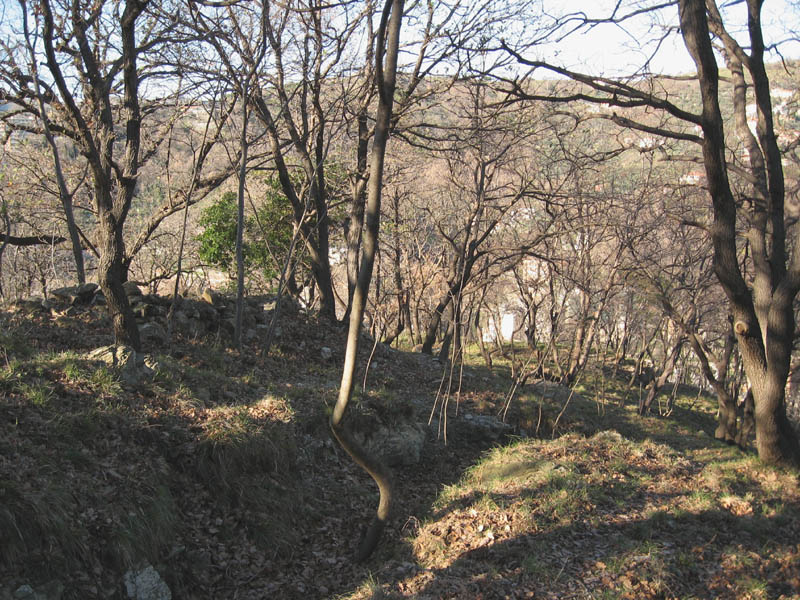 boscarp27.01.07.jpg