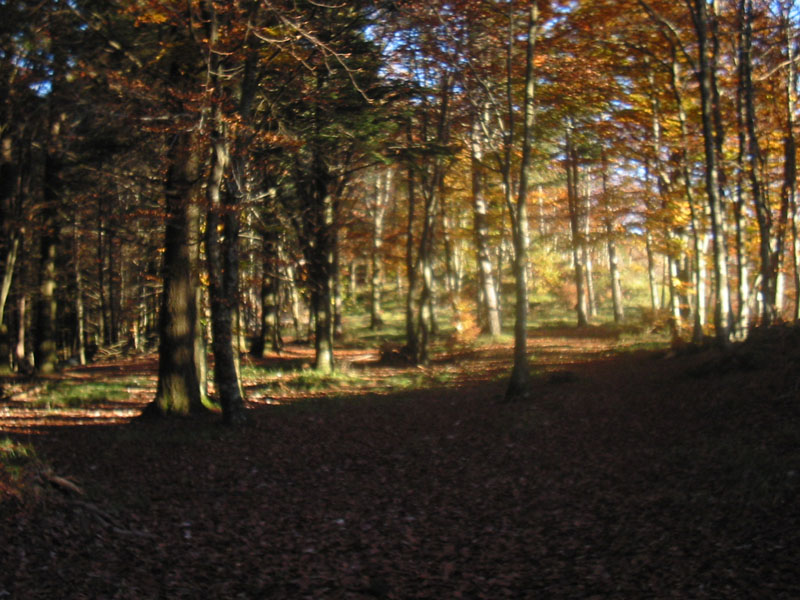 bos1.30.10.05.jpg