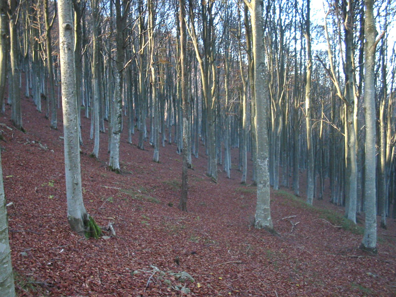bos30.10.05.jpg