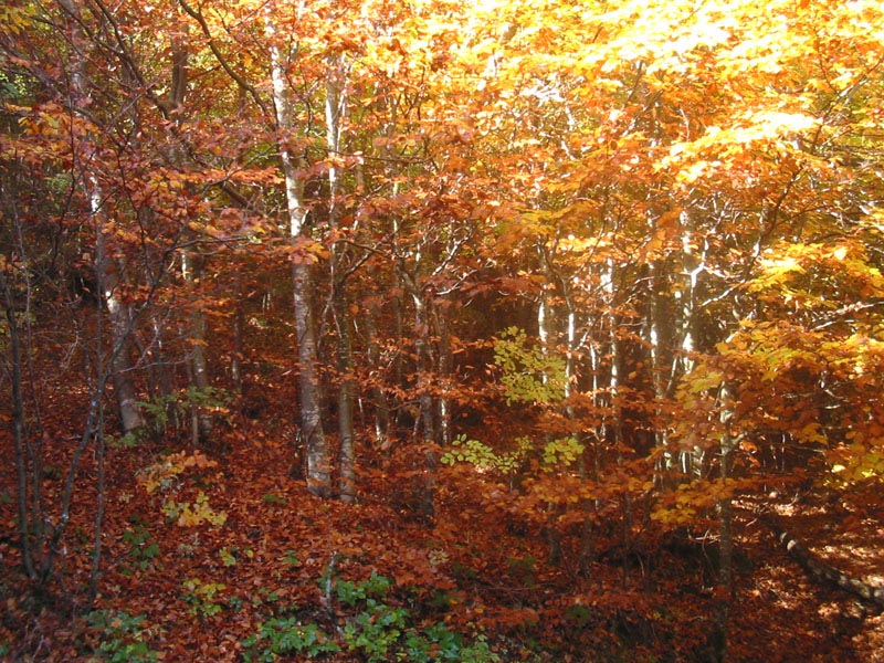 bosc15.10.05.jpg