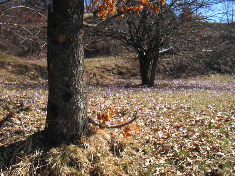 prato19.03.05.jpg