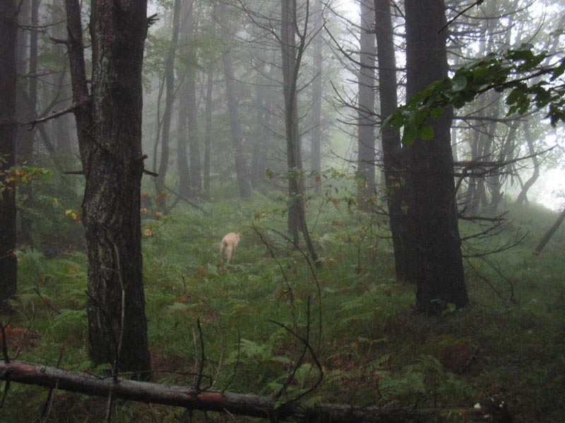 bosneb10.09.05.jpg