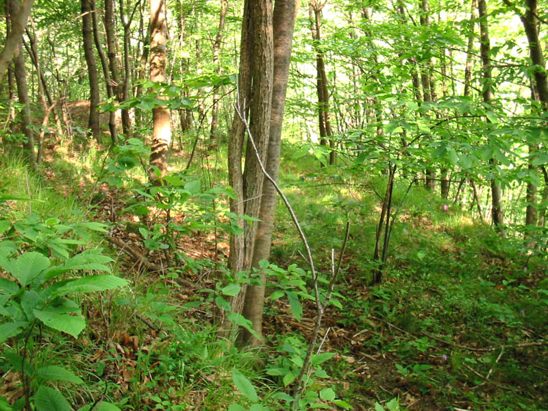 bosco20.05.05.jpg