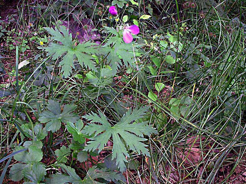 P8155215_3.fio.jpg