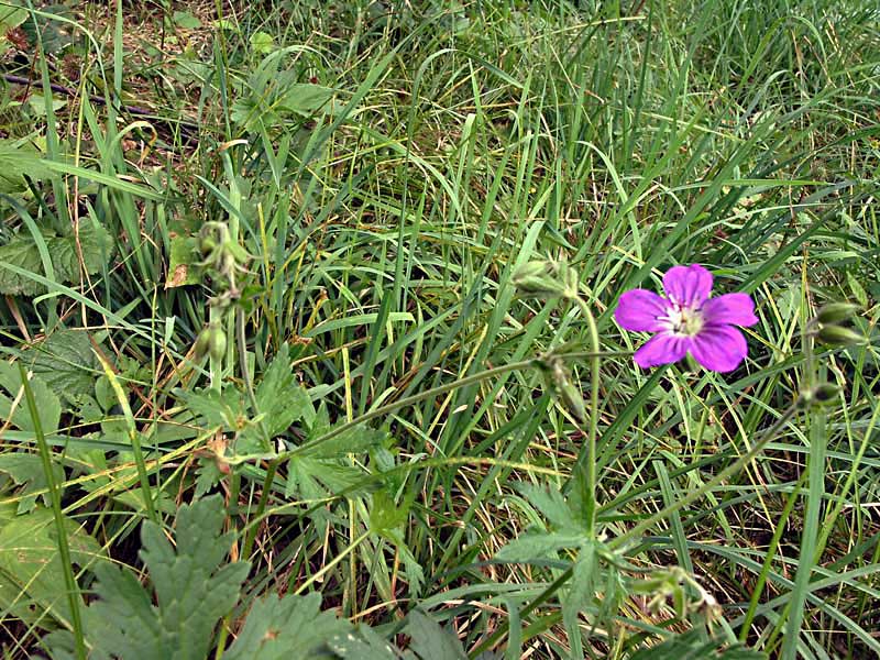 P8155214.fio.jpg