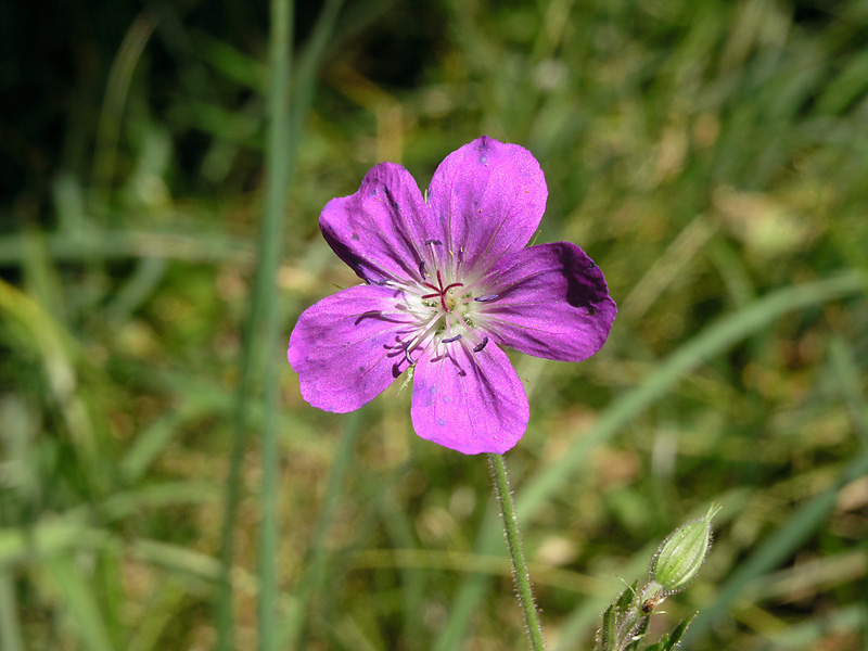 P8155208_fio.jpg