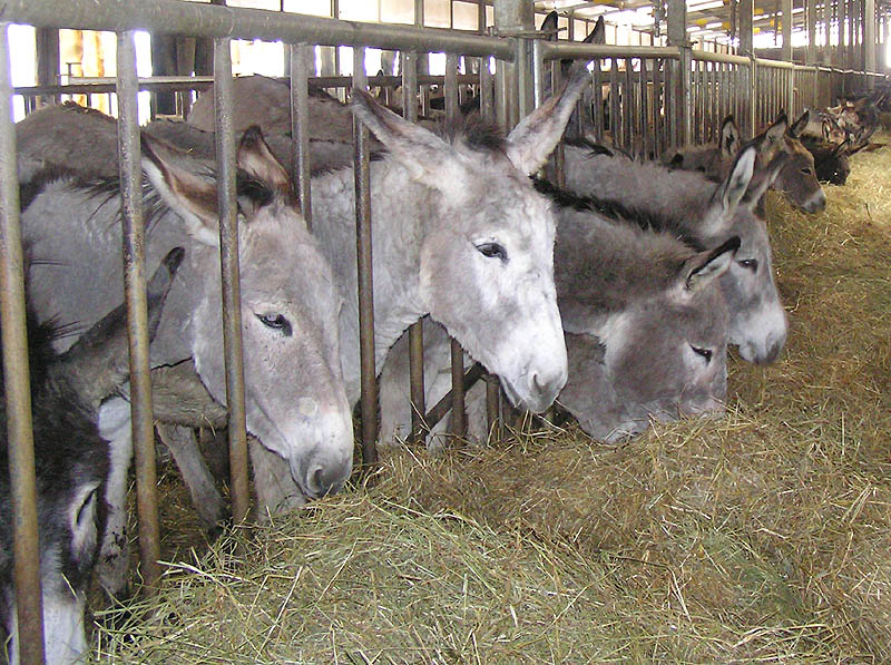 Come allevare l'asino