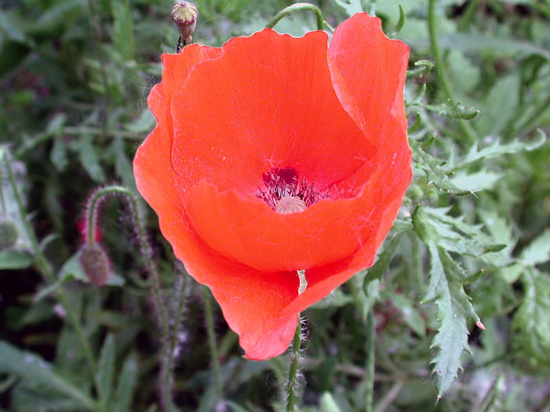 Immagine allegata: post-72-1073391250.jpg