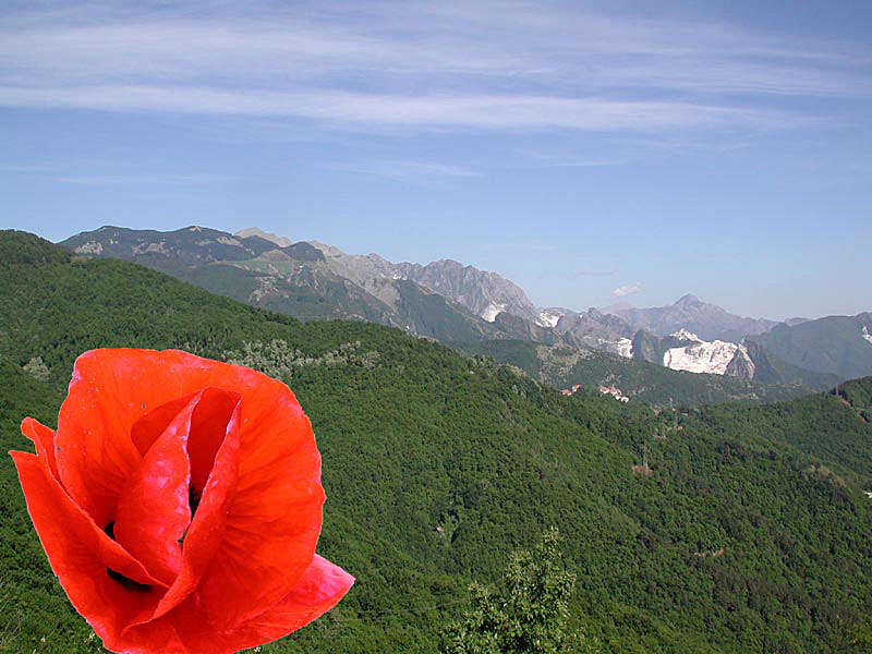 Immagine allegata: post-72-1073396453.jpg