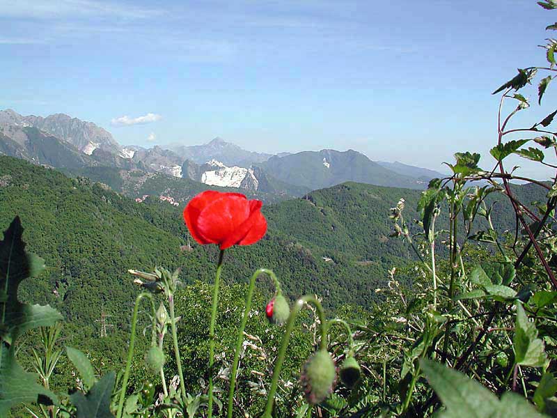 Immagine allegata: post-72-1073396633.jpg
