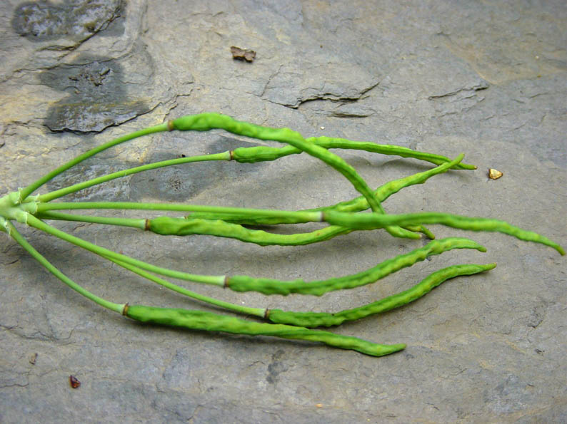 Immagine allegata