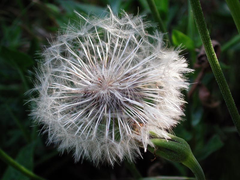 Immagine allegata