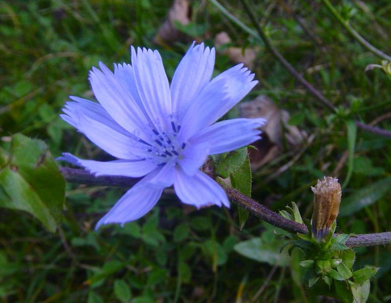 Immagine allegata