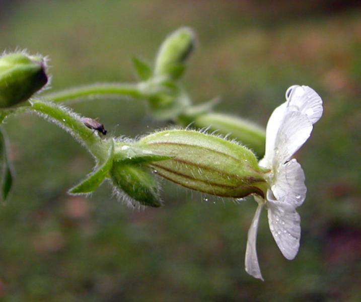 Immagine allegata: post-72-1101850378.jpg