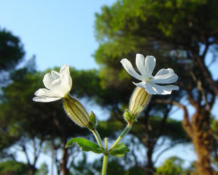 Immagine allegata: post-72-1101850634.jpg