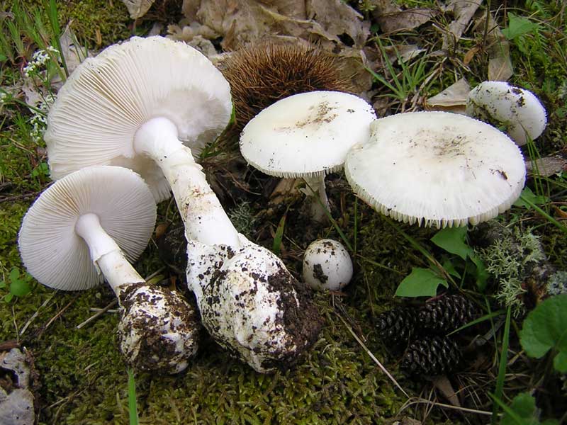 Amanita_verna_5_Dig..jpg