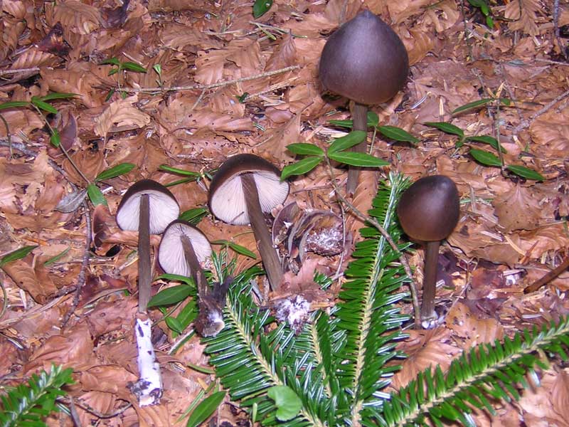 Entoloma_hirtipes_7_dig..jpg