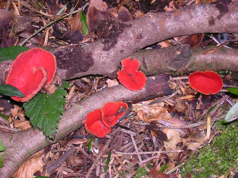 Sarcoscypha_coccinea_2_Dig..jpg