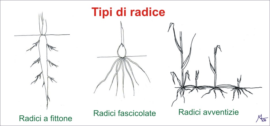 Amint: Tavole di morfologia vegetale