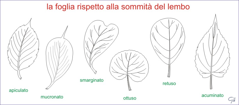 Amint Tavole Di Morfologia Vegetale Le Foglie