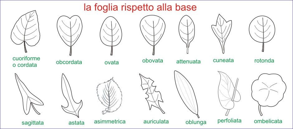 Amint Tavole Di Morfologia Vegetale Le Foglie