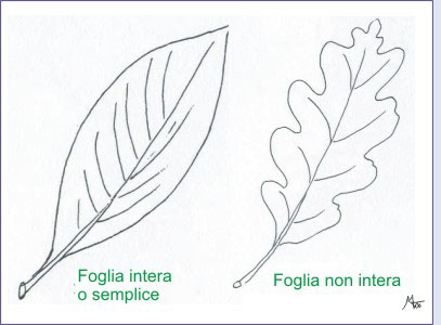 Amint Tavole Di Morfologia Vegetale Le Foglie