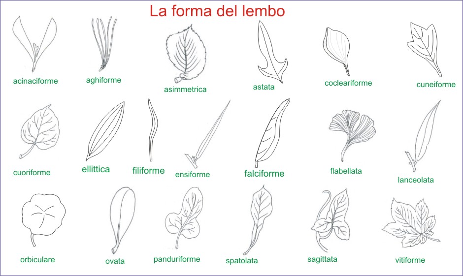 Amint Tavole Di Morfologia Vegetale Le Foglie