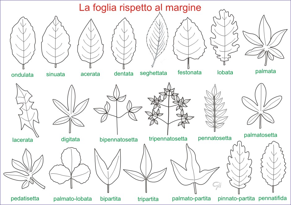 Amint Tavole Di Morfologia Vegetale Le Foglie