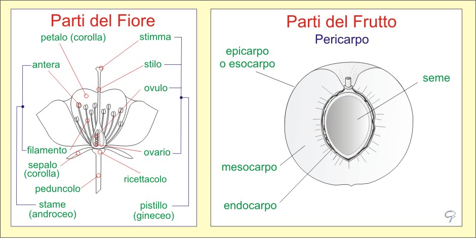 Amint Tavole Di Morfologia Vegetale