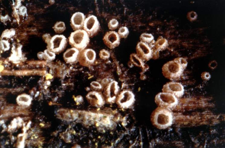 unguicularia%20millepunctata.JPG