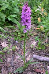 Dactylorhiza maculata (L.) Soò subsp. Fuchsii (Druce) Hil