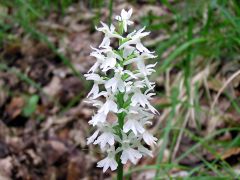 Dactylorhiza maculata (L.) Soò subsp. Fuchsii (Druce) Hil