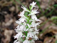 Dactylorhiza maculata (L.) Soò subsp. Fuchsii (Druce) Hil