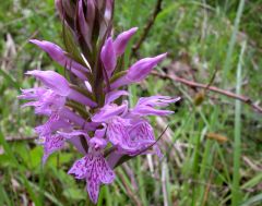 Dactylorhiza maculata (L.) Soò subsp. Fuchsii (Druce) Hil