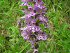 Dactylorhiza maculata (L.) Soò subsp. Fuchsii (Druce) Hil