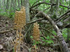 Neottia nidus-avis (L.) Rich.