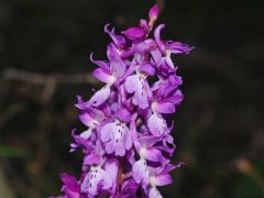 Orchis mascula subsp. mascula (L.) L.