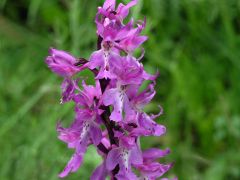 Orchis mascula subsp. mascula (L.) L.