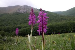 Orchis mascula subsp. mascula (L.) L.