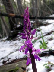 Orchis mascula subsp. mascula (L.) L.