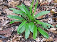 Orchis mascula subsp. mascula (L.) L.