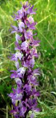 Orchis mascula subsp. mascula (L.) L.