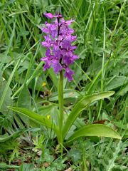 Orchis mascula subsp. mascula (L.) L.