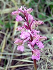 Anacamptis morio (L.) R.M. Bateman, Pridgeon & M.W. Chase