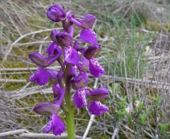 Anacamptis morio (L.) R.M. Bateman, Pridgeon & M.W. Chase